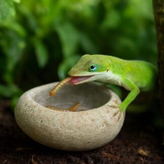 Natural Stone Reptile Bowl for Anoles | Mini Water and Fruit Dish | Terrarium Decor | Real River Rock Feeding Bowl