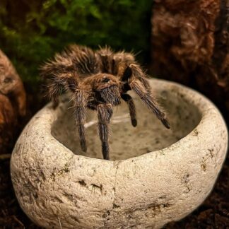 Tarantula Water Dish | Natural River Stone Bowl | Mini Pebble Water Dish | Handmade Rock Decor for Baby Tarantulas and Slings