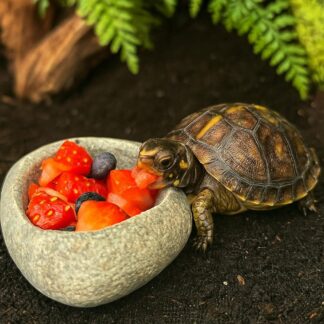 Baby Box Turtle Feeding and Water Dish | Natural River Stone Bowl | Handmade Pebble Food Bowl | Terrarium Decor for Turtles