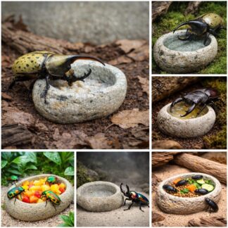 Hercules Beetle Stone Bowl | Stag Beetle Feeding Dish | Natural Stone Food and Water Bowl for Flower, Rainbow | Darkling Beetles